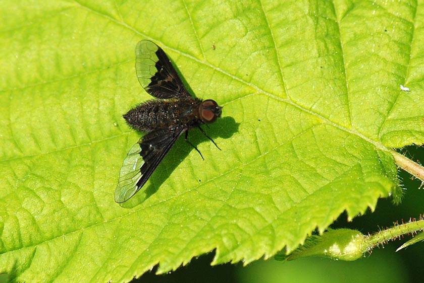 Hemipenthes morio M (Bombyliidae).